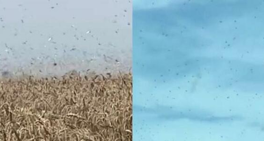 Полчища саранчи обрушились на поля Кубани: видео