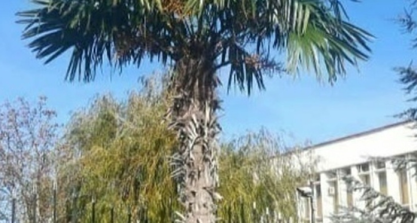 «Климат меняется». В Новороссийске на Анапском шоссе растет огромная пальма