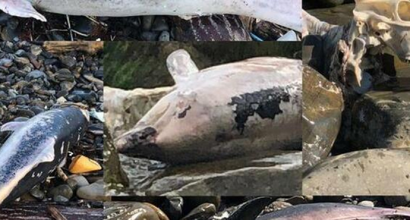 "Десятки гниющих дельфинов и разложившийся труп быка": дикий пляж в Мысхако стал зловонным кладбищем