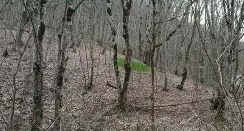 Новороссийцы встретили посреди январского леса очередную природную «аномалию»