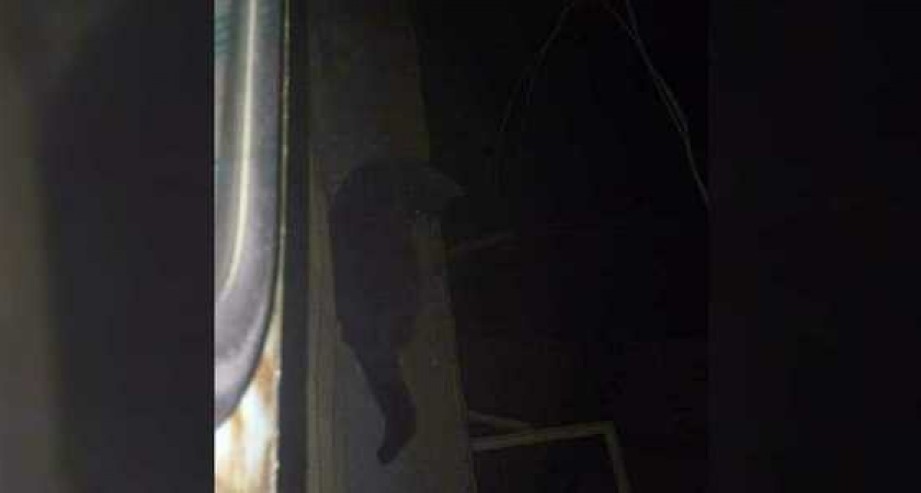 Спасатели спасли кота, который застрял на козырьке на высоте 10 этажа