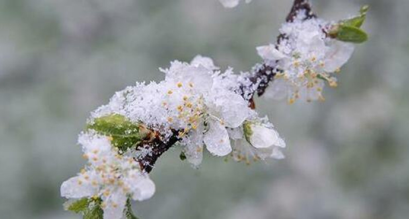 Экстренное предупреждение по заморозкам до - 6 градусов объявлено на Кубани