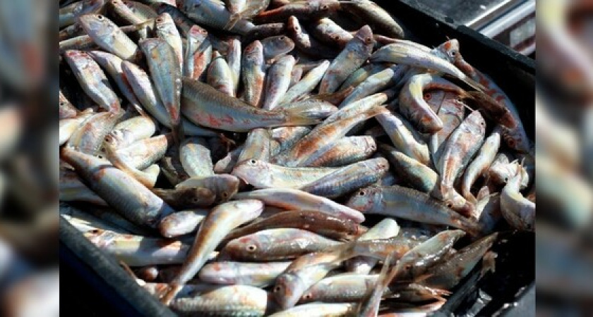 В Черном море начался сезон вылова барабули