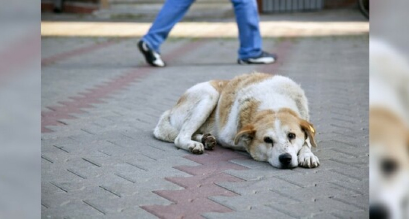 «Люди! Откуда столько агрессии, злобы и ненависти»: открытое письмо зооволонтеров Новороссийска