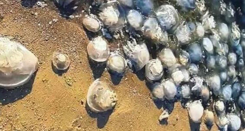 На берега Анапы выбросило сотни мертвых медуз