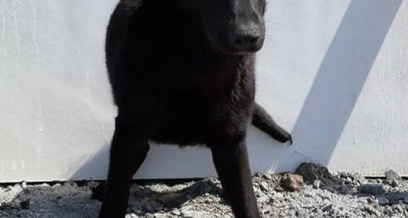 Сотрудники новороссийского "Полигона" ответили на обвинения в убийстве собаки и показали ее фото