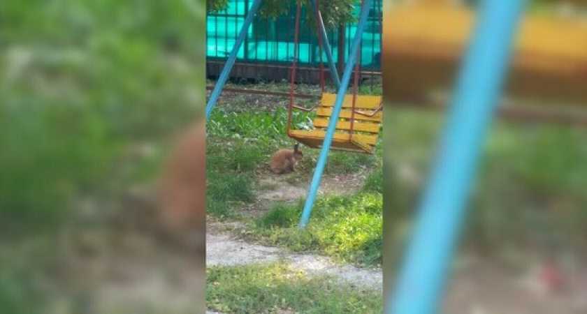 По улицам Новороссийска бегает кролик: фото ушастого зверя разместили в соцсетях