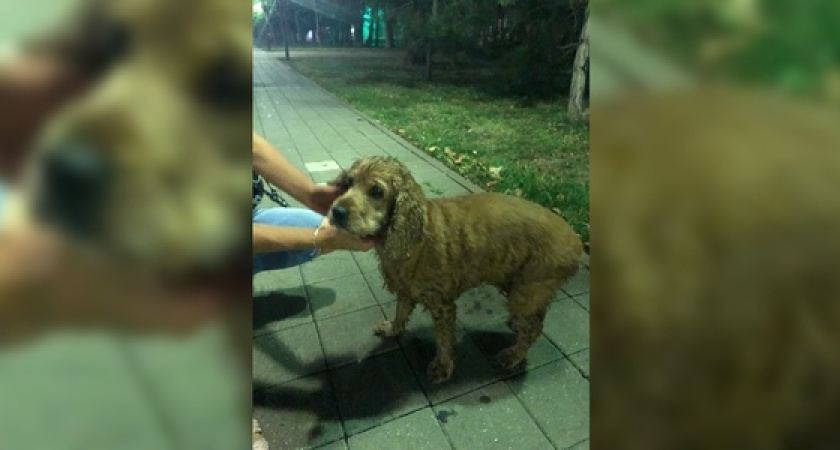 «Она очень долго была в воде»: новороссийцы спасли из моря тонущую старенькую собаку