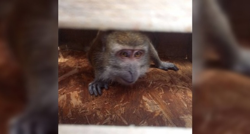 В Новороссийске на территории частного дома обнаружили сбежавшую обезьянку