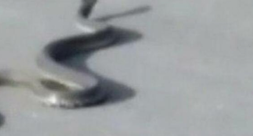 Из-за карантина в каналах Венеции появились дельфины, а на набережной Новороссийска - гадюки. Видео