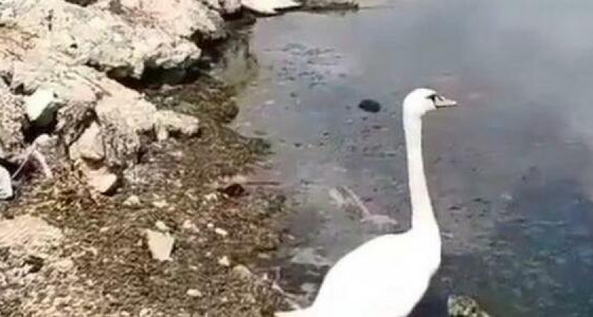 Лебедь-холостяк отбился от стаи и поселился на пляже в Алексино