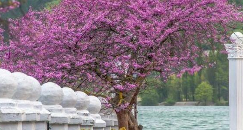 В Абрау-Дюрсо под Новороссийском зацвели церцисы