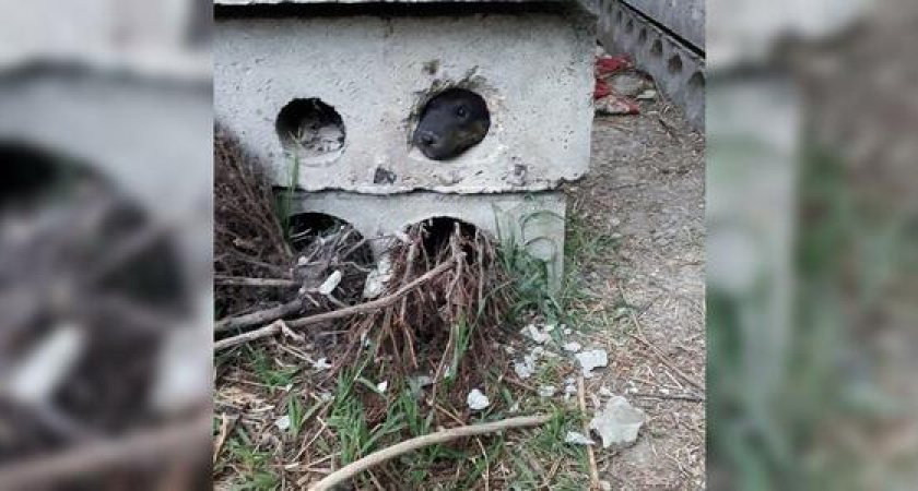 Спасатели достали застрявшего в бетонной плите щенка