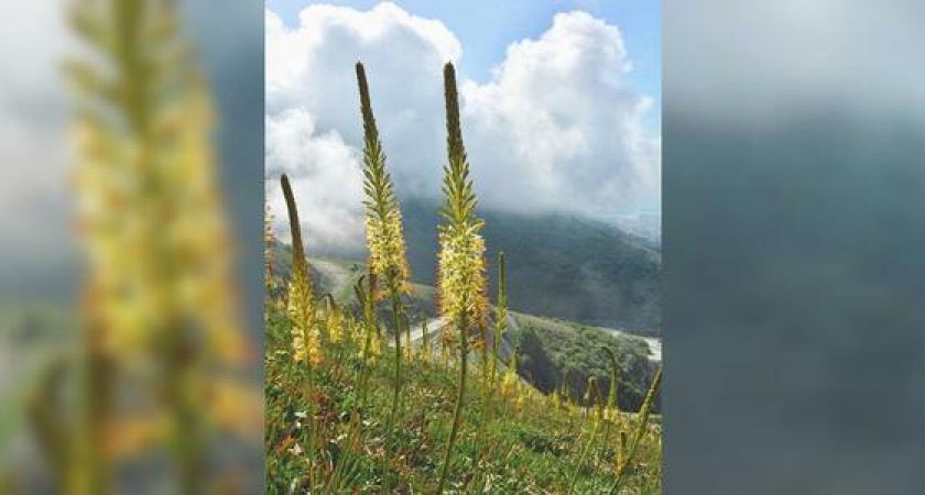На Маркотхе зацвел краснокнижный эремурус (живописные фото)