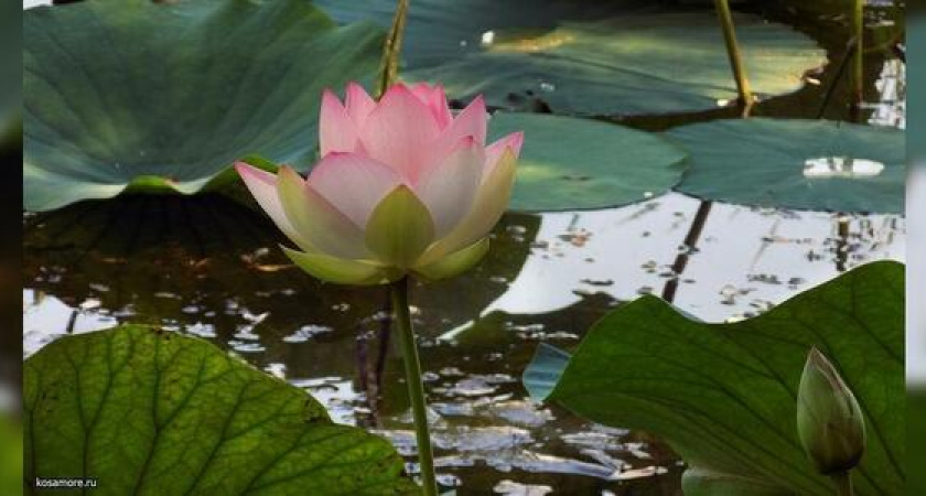 На озере Бам под Новороссийском зацвели розовые лотосы