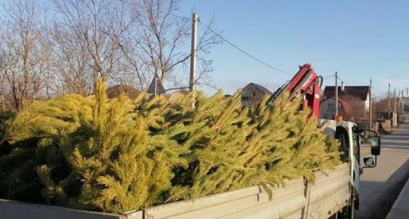 Кладбище ёлок в Борисовке убрали после публикации НАШЕЙ