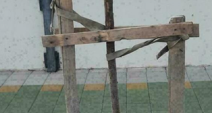 На новой набережной Новороссийска вандалы сломали дерево