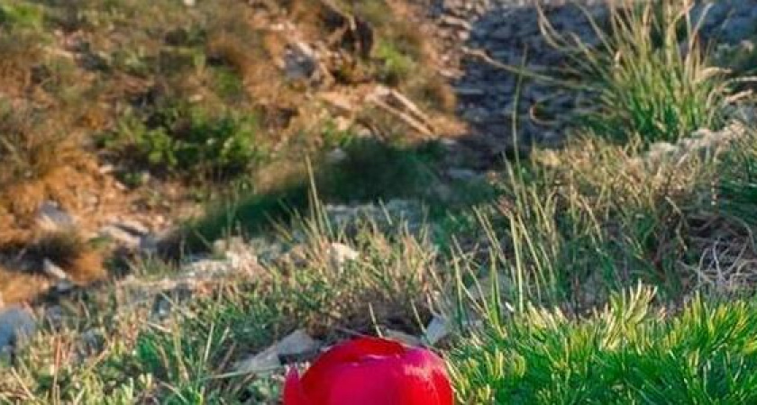 В Новороссийске на склонах Маркотха расцвели краснокнижные пионы-лохмачи