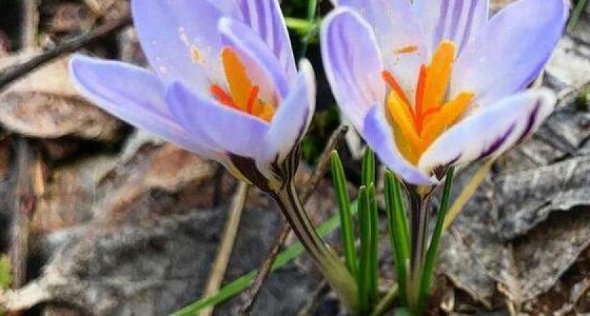Первое дыхание весны: 10 фото февральских первоцветов в Новороссийске и его окрестностях