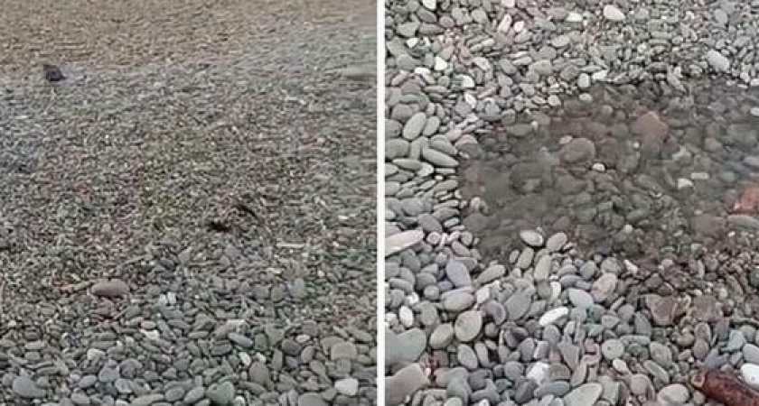 Комиссионный выезд не смог определить природу "горячих источников" на пляже Нептун в Новороссийске из-за плохой погоды