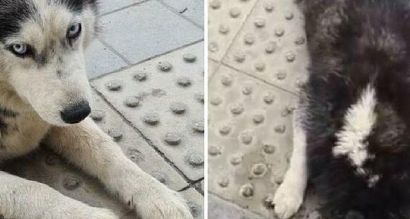 В Новороссийске неизвестные выбросили из машины беременную хаски