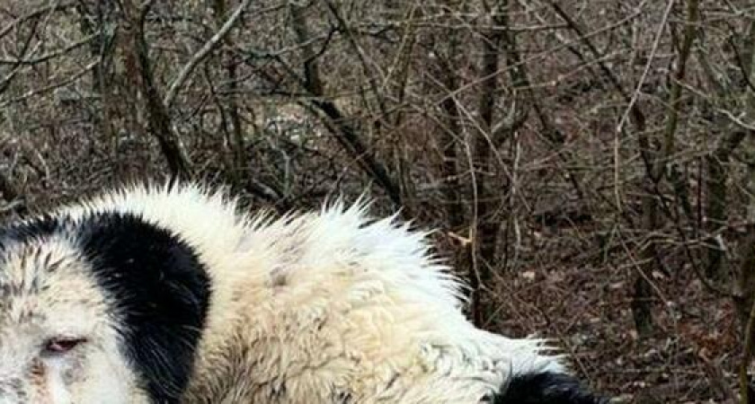 "Смотреть на него нет сил - запуганный, загнанный, голодный, продрогший": брошенного в глухом лесу алабая спасли новороссийские волонтеры