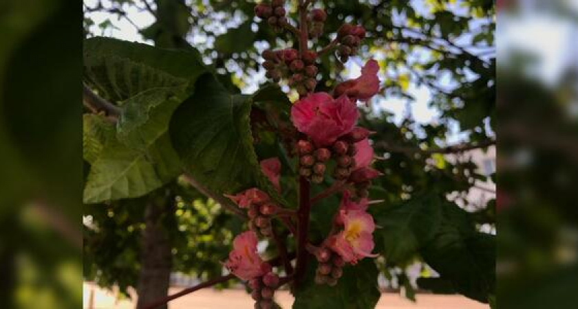 В Новороссийске на бульваре Черняховского зацвели розовые каштаны (фото)