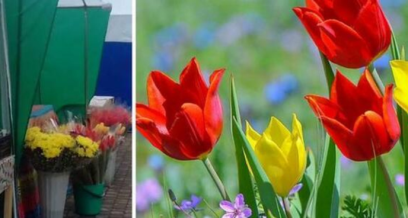 Тюльпаны из Красной книги продаются на рынках Новороссийска
