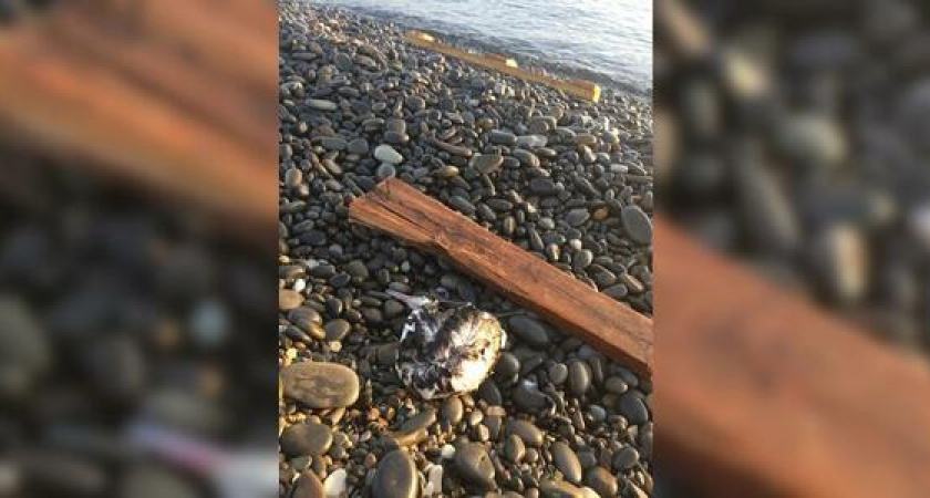 «Весь берег устлан трупами»: жители Новороссийска жалуются на обилие мертвых птиц на пляже «Нептун»