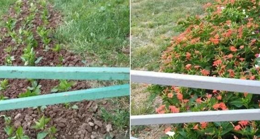 Жители Южного района украсили свой двор цветочной дорожкой, высадили платаны и акации