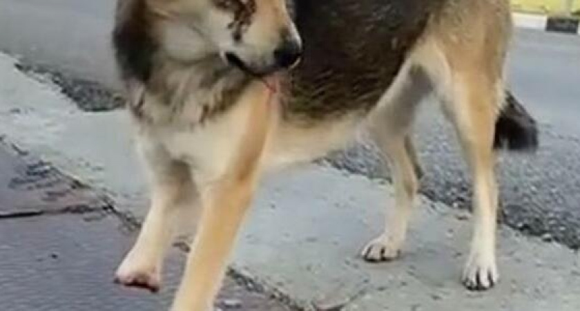 Живодеры отрубили собаке лапу и выбили глаз: новороссийским волонтерам нужна помощь