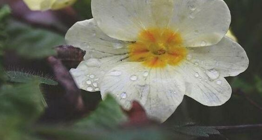 18 весенних фото: в лесах Новороссийска распускаются первоцветы, а на деревьях селятся коты