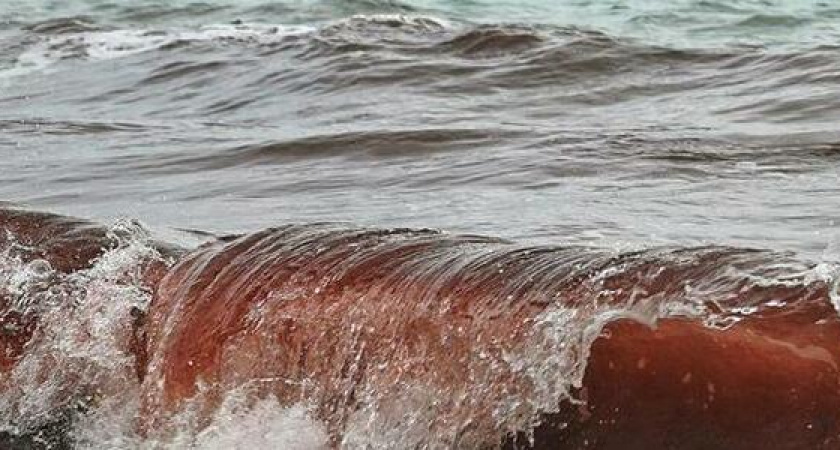 Под Новороссийском море окрасилось в багрово-красный цвет: цветение водорослей или загрязнение морской воды?