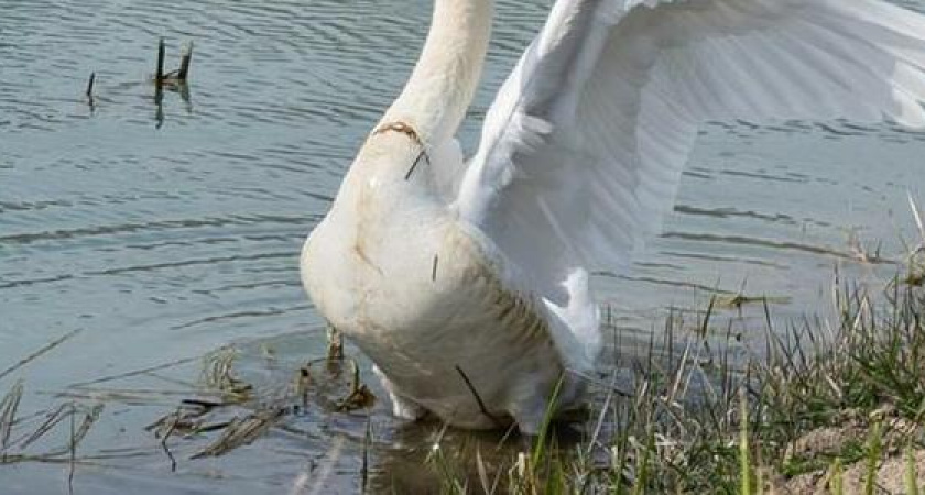 "Вольная птица": жители Абрау-Дюрсо обеспокоены судьбой бескрылого лебедя