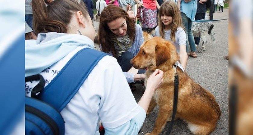На выходных в Новороссийске пройдет акция в поддержку бездомных животных