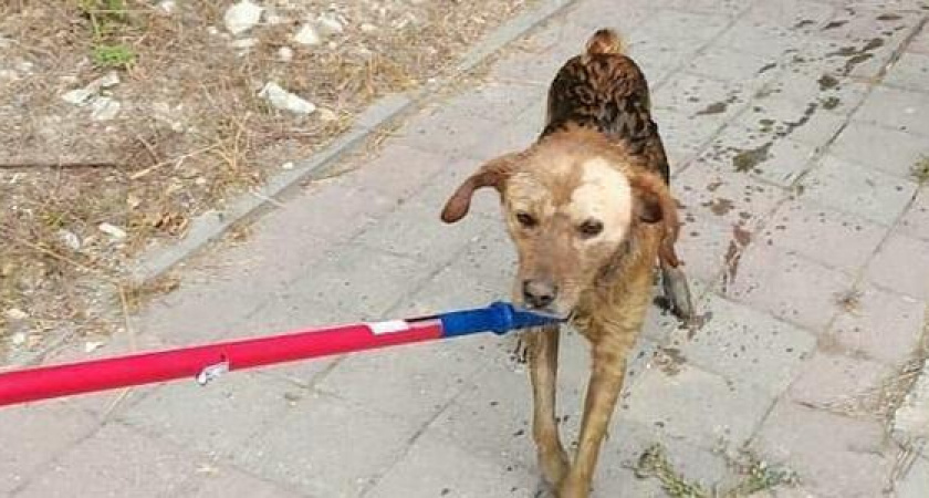 В Новороссийске на одном из кладбищ города собака провалилась в выгребную яму общественного туалета