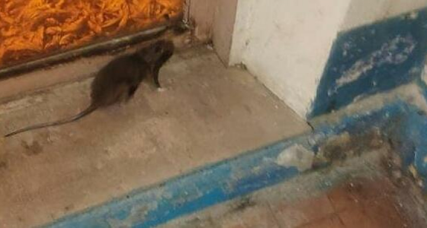 Крыса атаковала подъезд дома в Новороссийске: пришлось вызывать спасателей