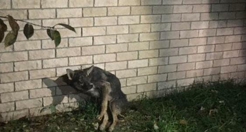 Спасатели вытащили из ливневки собаку с поломанными ногами