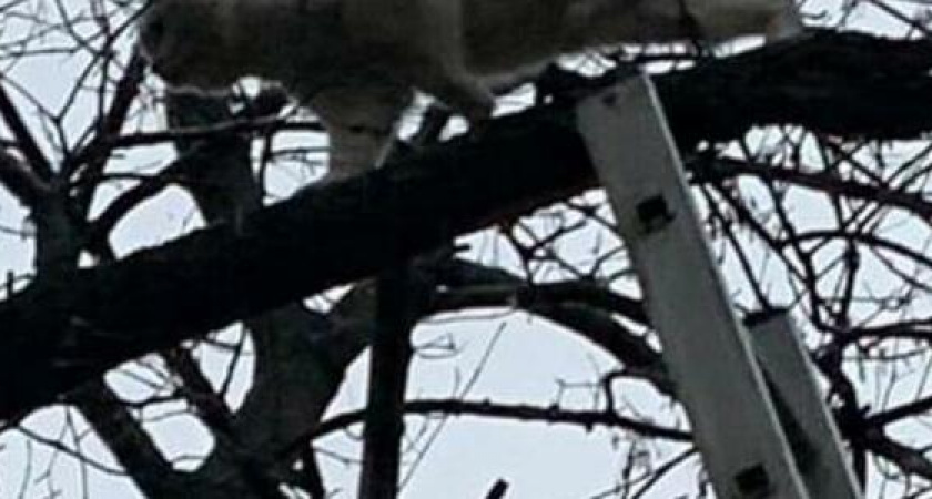 «Кто дает котам валерьянку?»: спасатели Новороссийска пять раз за сутки выезжали на вызовы к котам