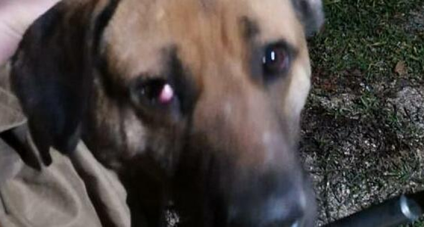 В Новороссийске собака попала в ДТП