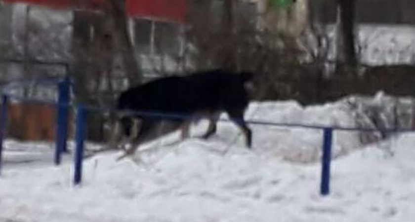 В Новороссийске огромный алабай не впускал людей в подъезд