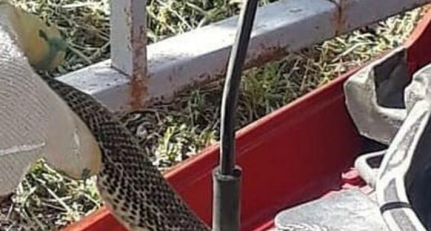 Жительница Новороссийска нашла змею под капотом своего автомобиля