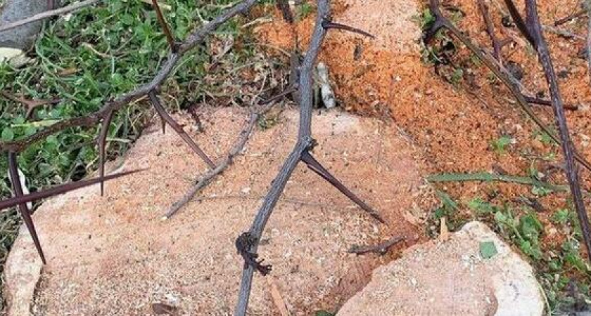 В Новороссийске началась вырубка акаций в парковой аллее на улице Победы