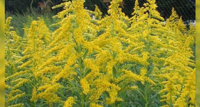 178 миллионов рублей выделили на борьбу с амброзией в Краснодарском крае