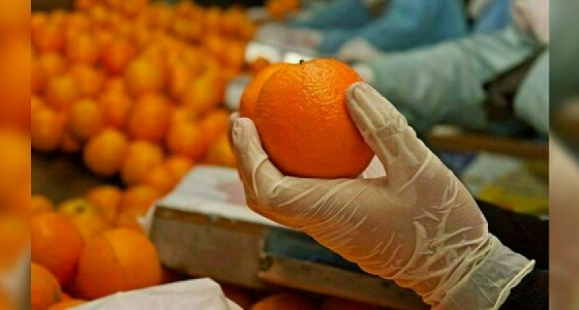 В порту Новороссийска за время новогодних праздников задержано более 657 тонн зараженной продукции