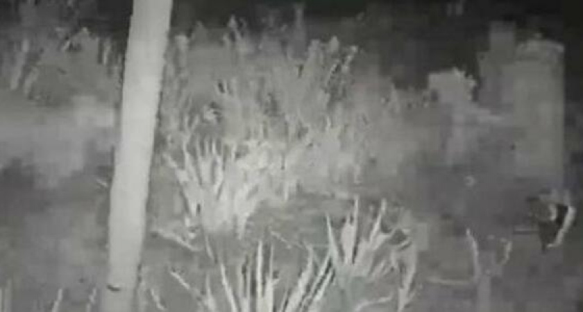 В Новороссийске "наглая особа безжалостно обчистила клумбу"