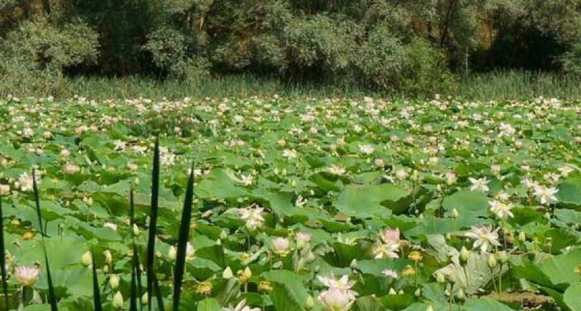 «Неужели приятно быть свинотами?» Новороссийцы возмущены мусором на озере с лотосами