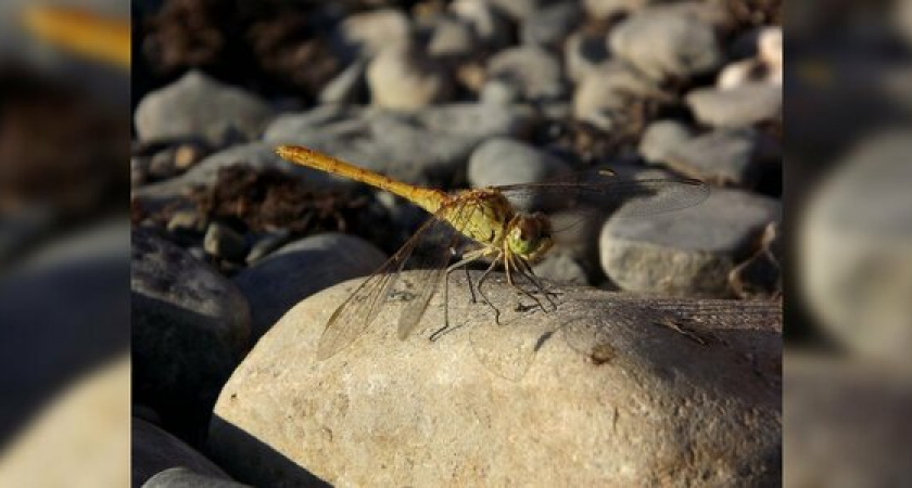 Нашествие стрекоз: жители Кубани снимают «тучи» насекомых на видео и выкладывают записи в Сеть