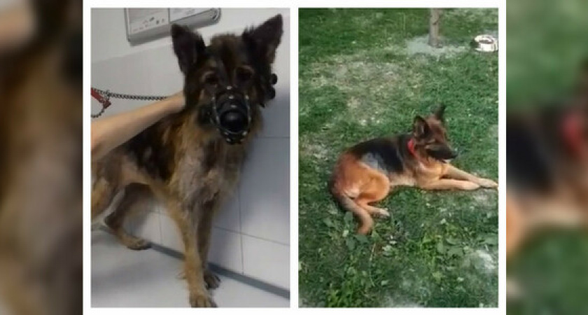 В Новороссийске овчарке Бэлле, которая на глазах людей умирала от голода и болезней, нашли новых хозяев