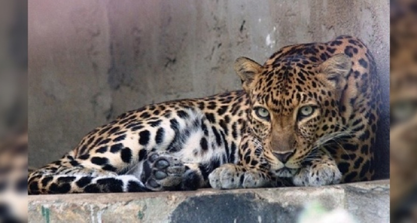 Новороссиец держал у себя дома краснокнижного барса